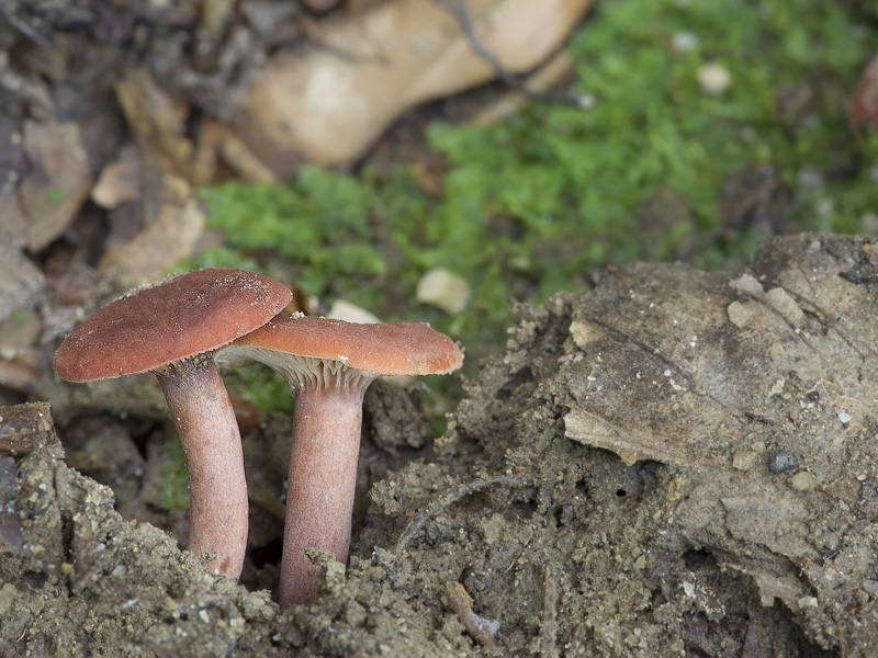 Lactarius rostratus